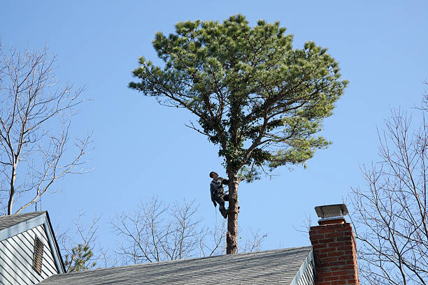 Reliable Hilmar Irwin, CA Tree Services Solutions