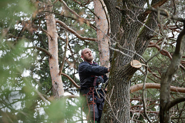 How Our Tree Care Process Works  in  Hilmar Irwin, CA